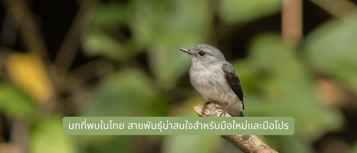 นกที่พบในไทย สายพันธุ์น่าสนใจสำหรับมือใหม่และมือโปร