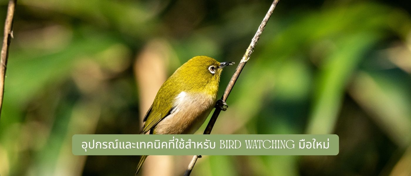 อุปกรณ์และเทคนิคที่ใช้สำหรับ Bird Watching มือใหม่