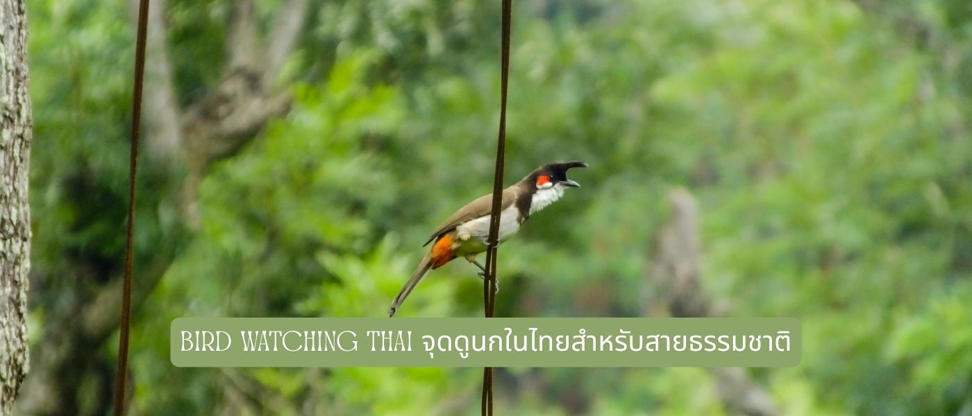 Bird Watching Thai จุดดูนกในไทยสำหรับสายธรรมชาติ
